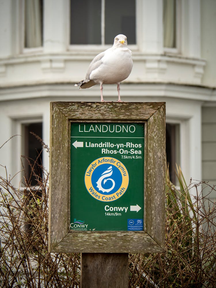 Seagull Perching On Sign