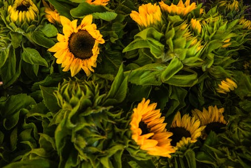Close-UP Photo of Sunflowers