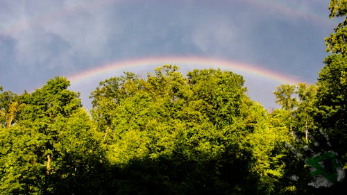 Foto d'estoc gratuïta de arbres, arc de Sant Martí, bosc