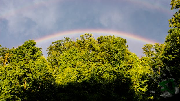 A captivating view of a rainbow arching over lush green trees in a Hawaiian forest.