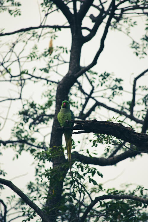 Parrot Perching on Tree