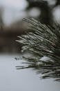 Closeup Photography of Snow-covered Plant Leaves