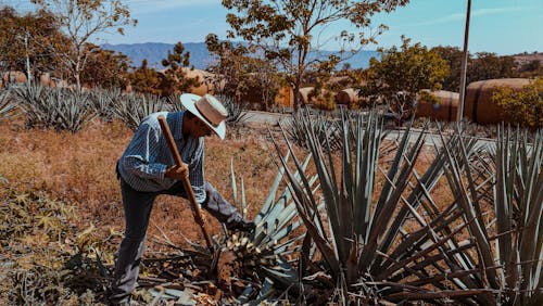 A Man Cutting Down an Agave 