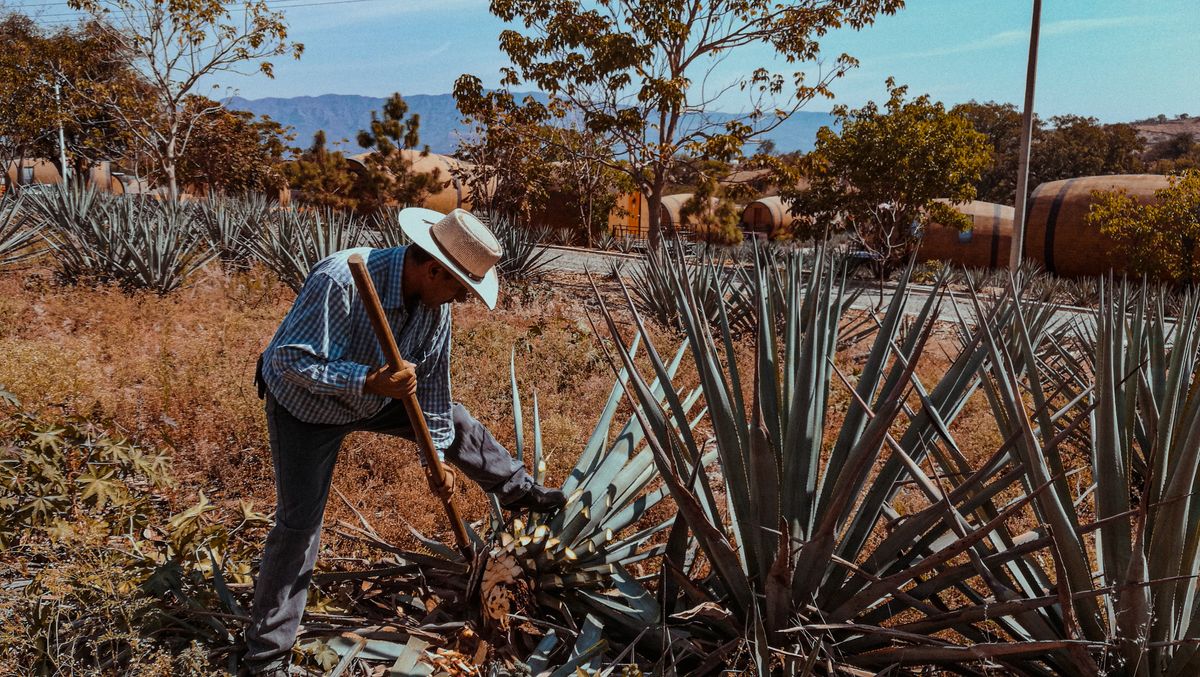 A farmer harvesting agave plants for mescal production in rural Mexico.