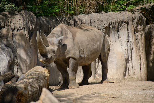 Free stock photo of animal, rhino, rhinoceros