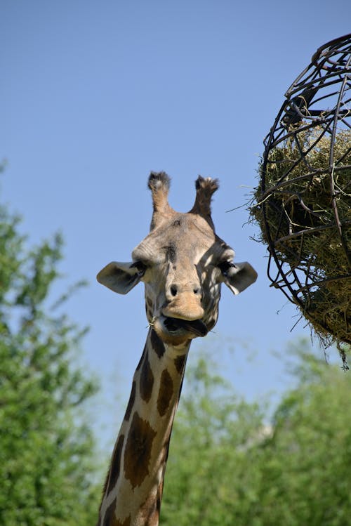 Giraffe Eating Plants