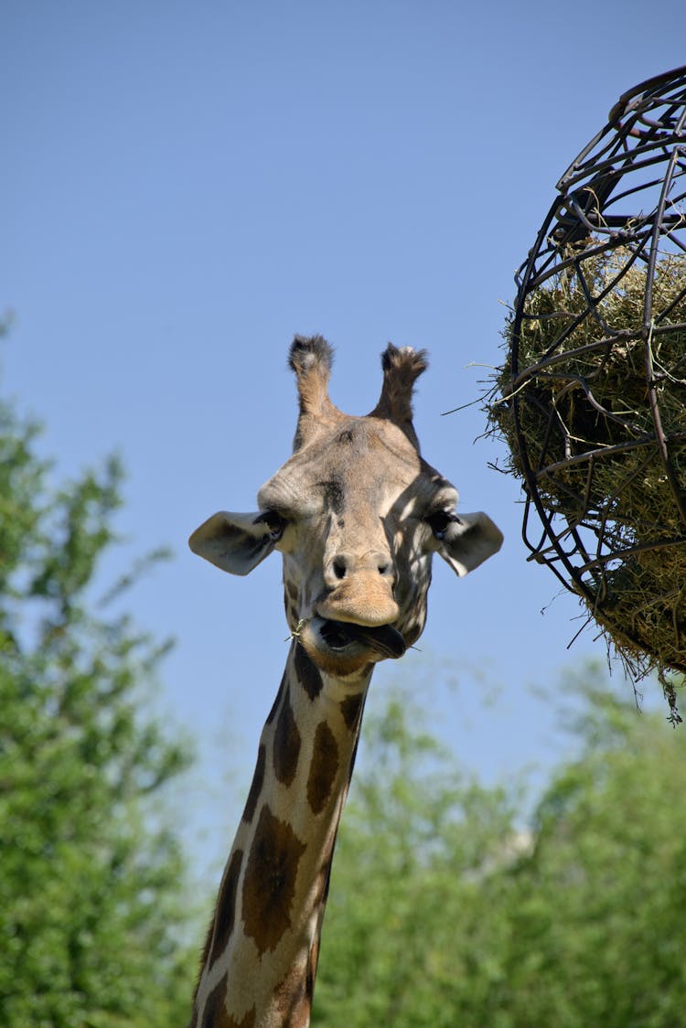 Giraffe Eating Plants