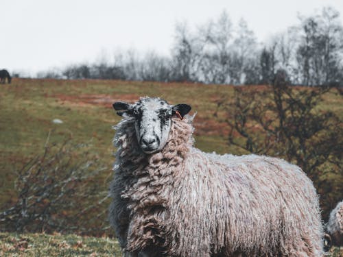 Photo of a Sheep in Pasture