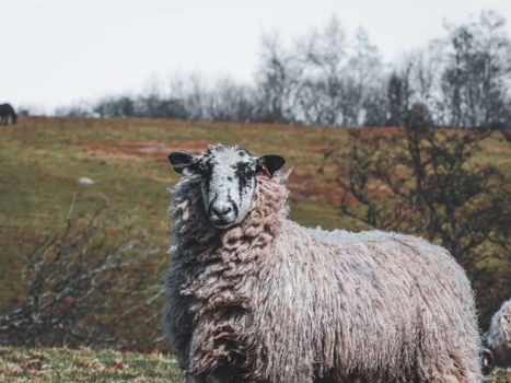 Free stock photo of agriculture, animal, baby sheep