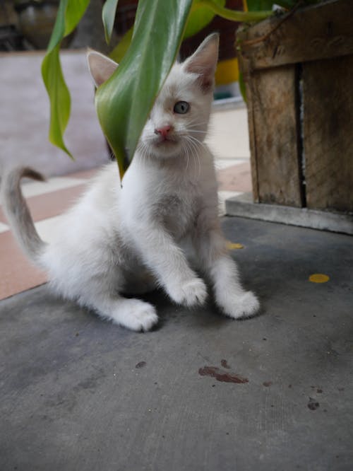 Gratis Anak Kucing Putih Di Dekat Tanaman Daun Hijau Foto Stok