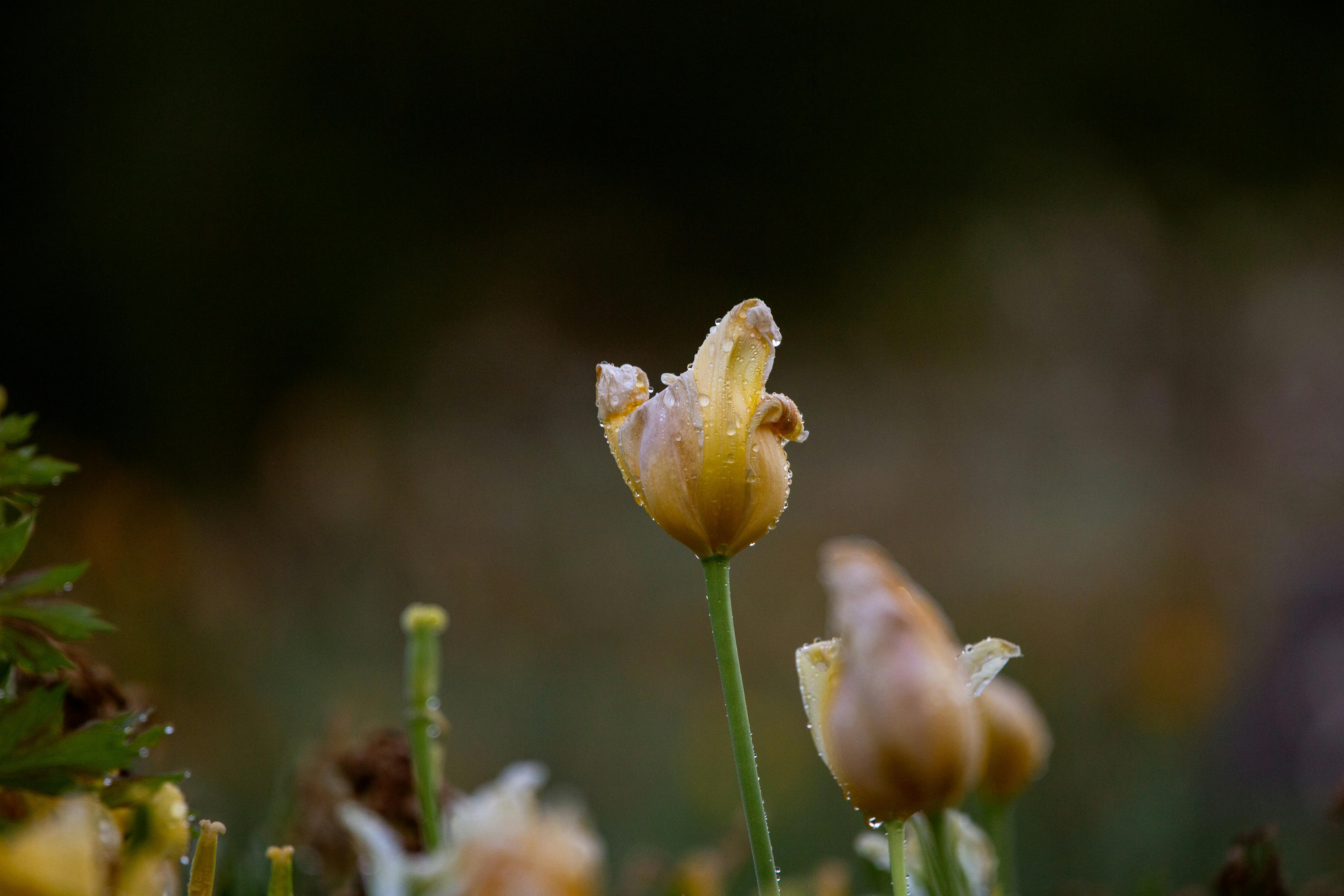 Colorful medication pills symbolizing GLP-1 drugs like Ozempic and Wegovy