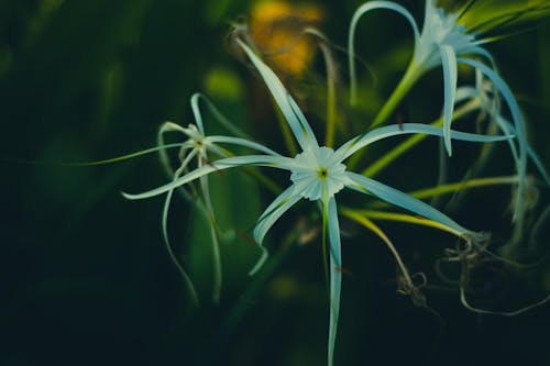 beyaz, bitki, Çiçekler içeren Ücretsiz stok fotoğraf