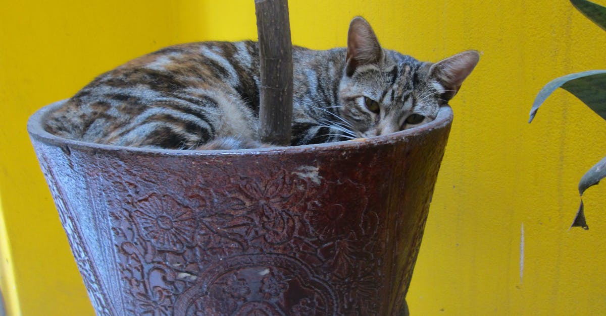Free stock photo of gatito, kitten
