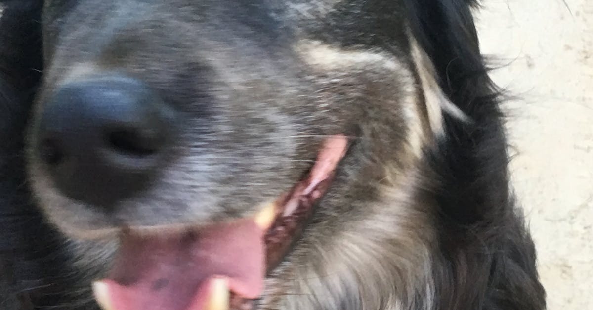 Free stock photo of close up, dog, happy