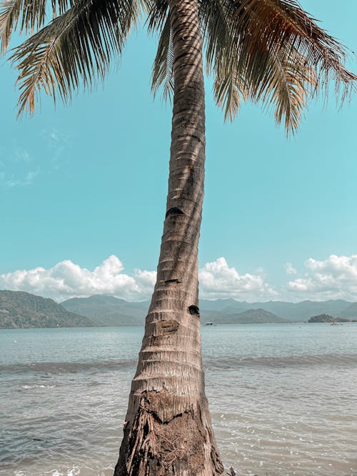 Palm Tree Leaning Over the Clear Waters of the Bay