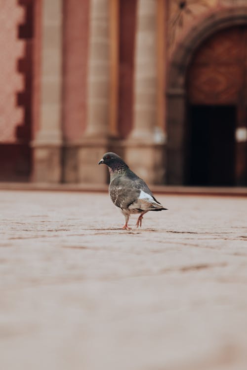 Pigeon on Pavement