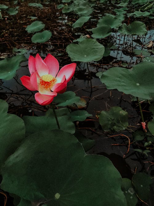 Foto profissional grátis de flor, floração, lago