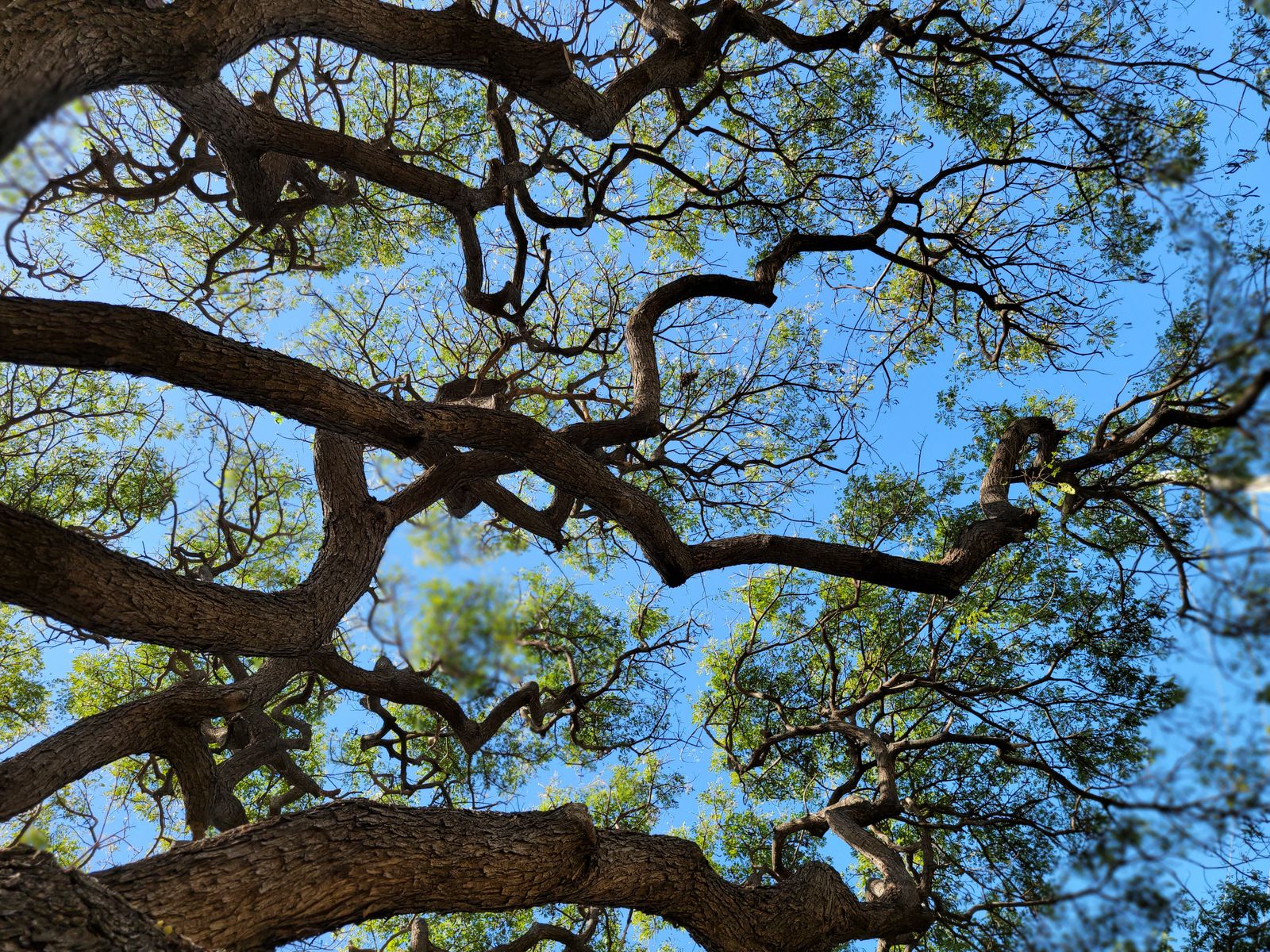 Healthy tree canopy spreading against a clear blue sky