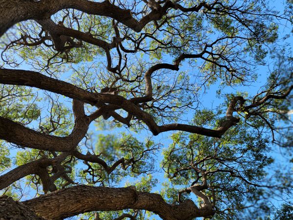 Healthy tree canopy spreading against a clear blue sky