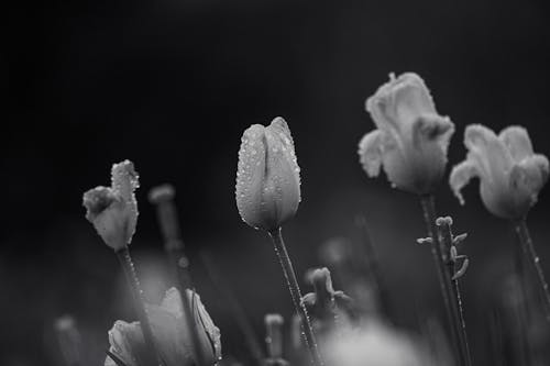 Free Tulips Wet from the Rain Stock Photo