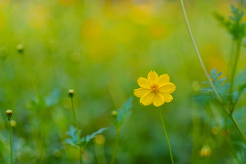 Close up of Yellow Flower among Plants
