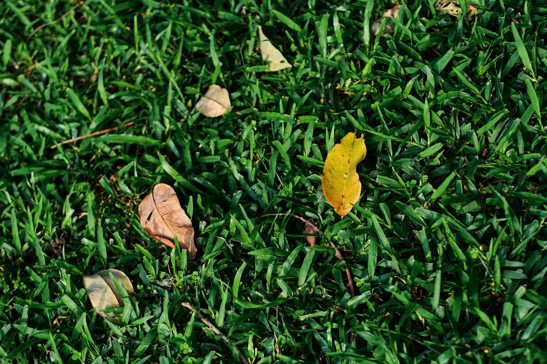 A close-up of colorful autumn leaves scattered on lush green grass, capturing nature's fall transition.