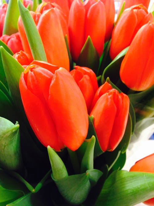 Ingyenes stockfotó piros, tulipán, virág témában