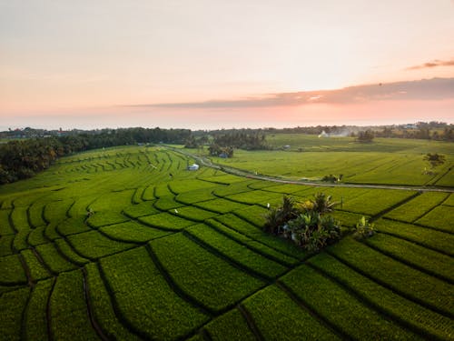 Free stock photo of indonesia