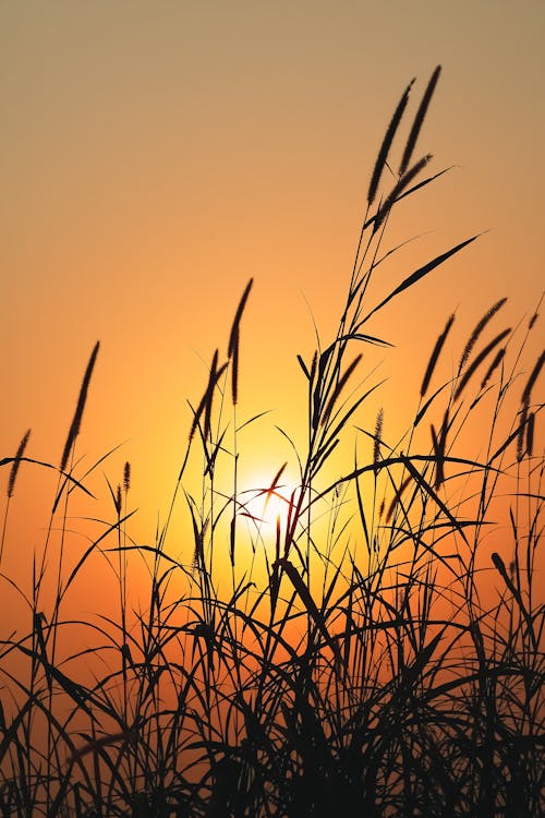 Kostenloses Stock Foto zu binsen, feld, gelben himmel