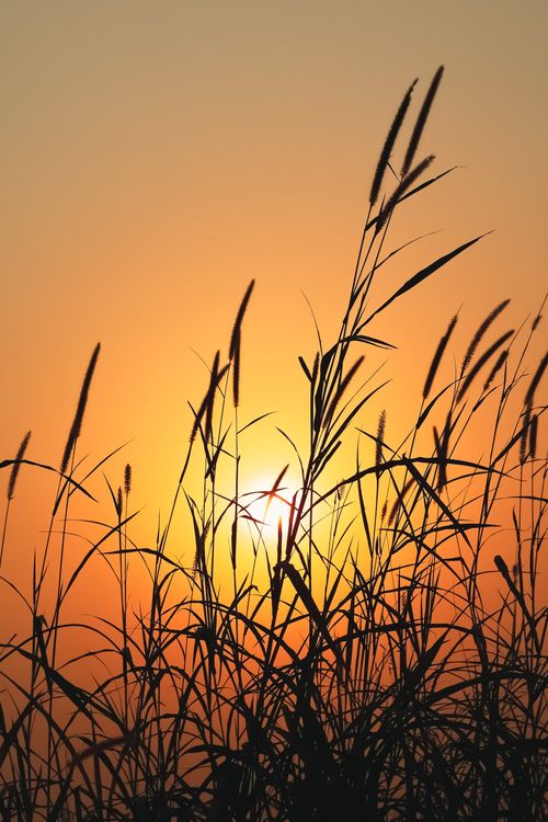 Free Serene sunset behind grass in Pabna, Bangladesh, creating a warm, natural ambiance. Stock Photo