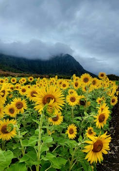 A stunning display of sunflowers set against a mountainous backdrop with cloudy skies.