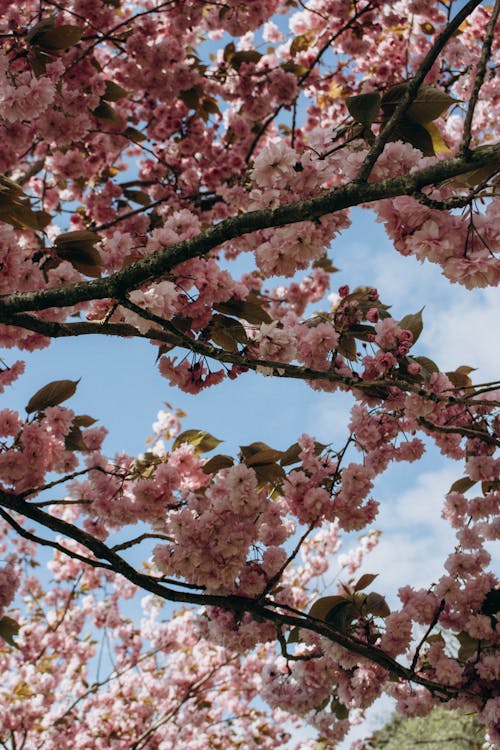 Large Pink Flowers of Blossoming Cherry Branches