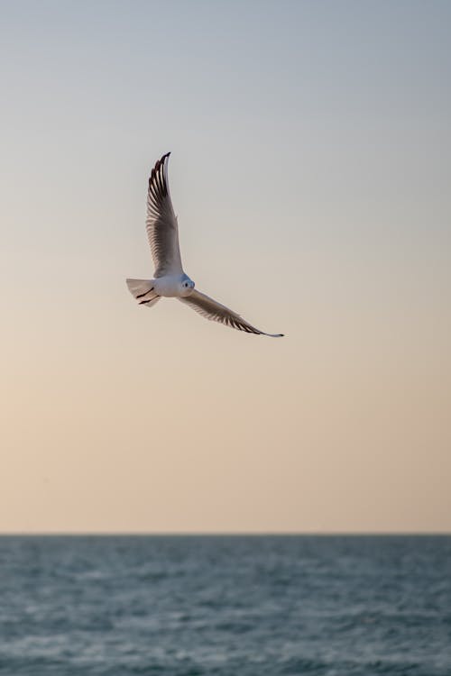 Základová fotografie zdarma na téma létání, moře, ornitologie