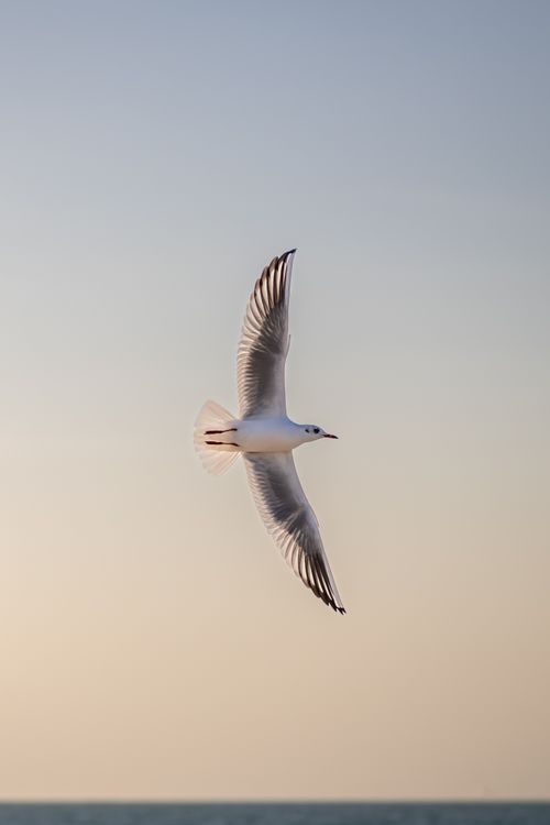 Free A beautiful seagull soaring gracefully in the clear sky during sunset, capturing the essence of nature. Stock Photo