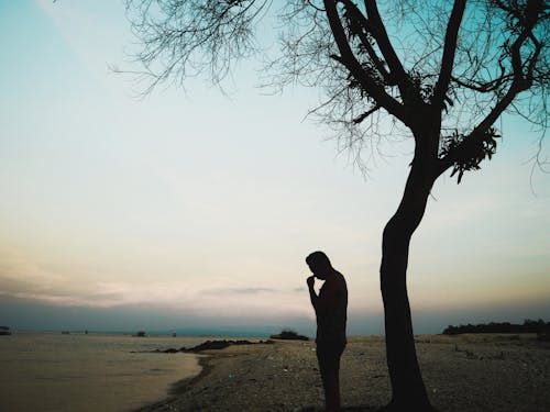 Foto d'estoc gratuïta de arbre, Bali, dempeus