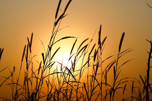 Golden sunset casting silhouettes on wild grass, creating a tranquil natural scene.
