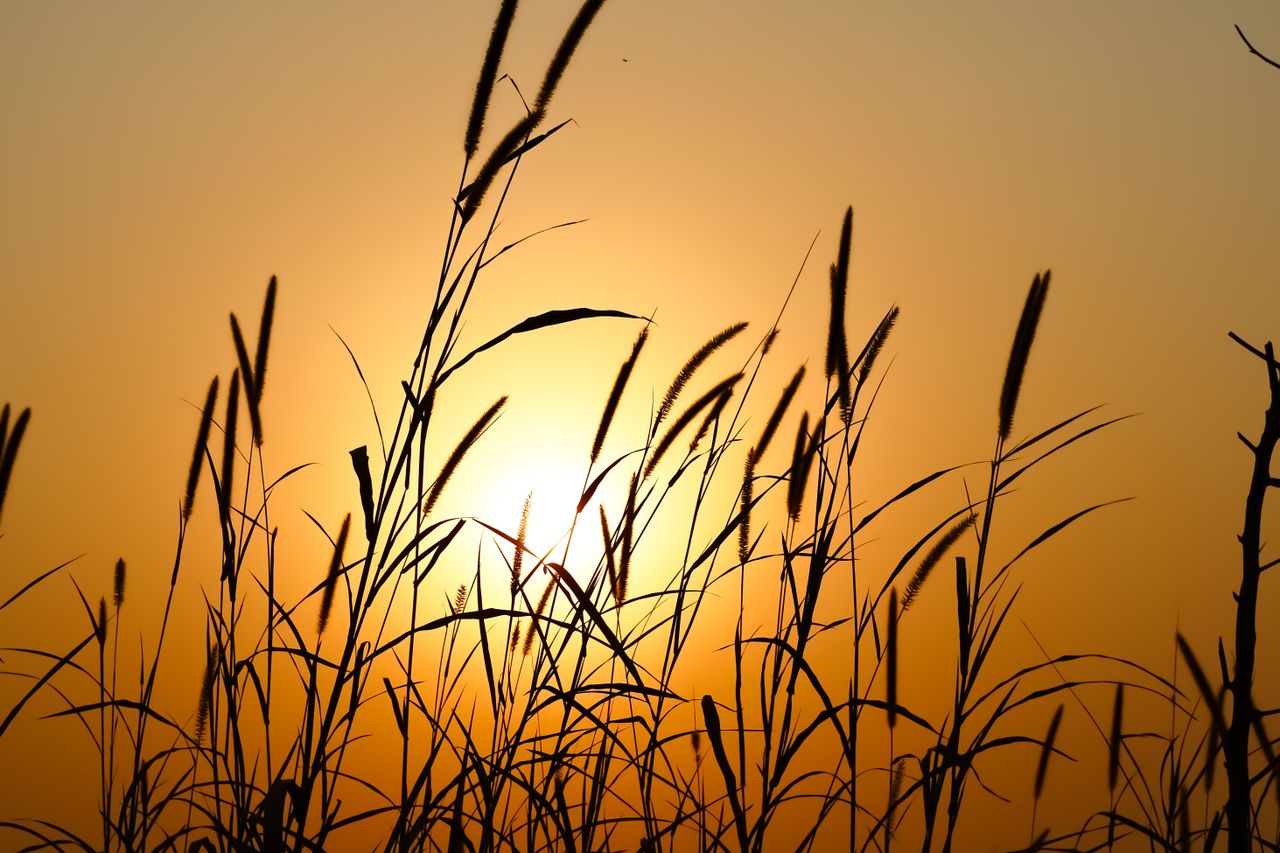 golden sunset casting silhouettes on wild grass creating a tranquil na