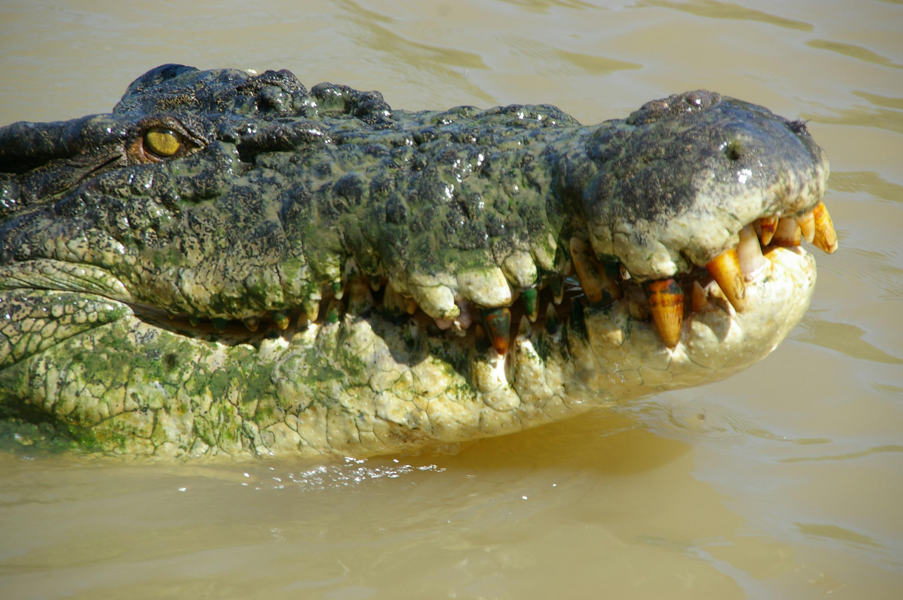 Free stock photo of Adelaide River, australia, Brutus