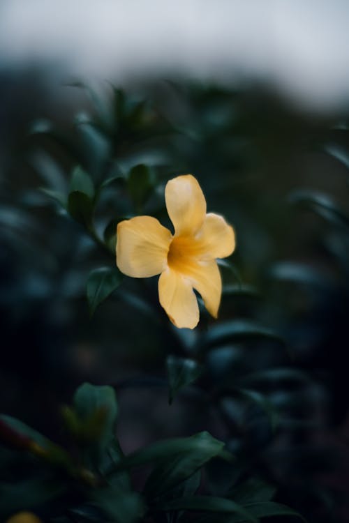 Close-up of a Yellow Flower