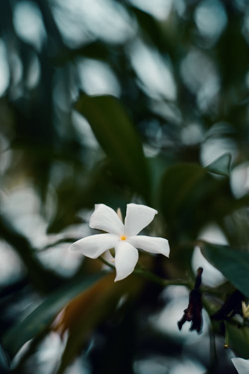 Бесплатное стоковое фото с белый цветок, вертикальный выстрел, вертушка цветок