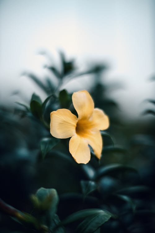 Close up of Yellow Flower