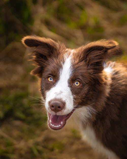 Kostnadsfri bild av border collie, djur, hund