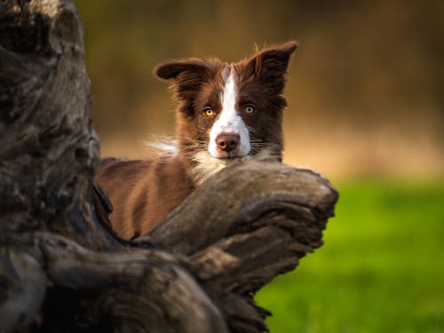 Close up of Border Collie