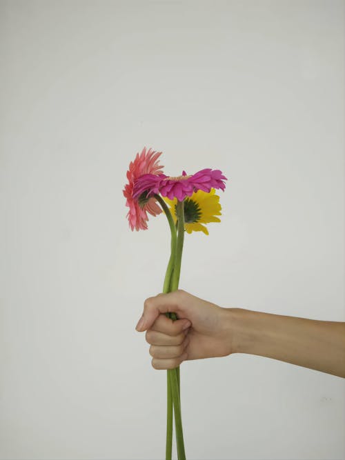 Clse-up of Woman Holding Gerberas Flowers