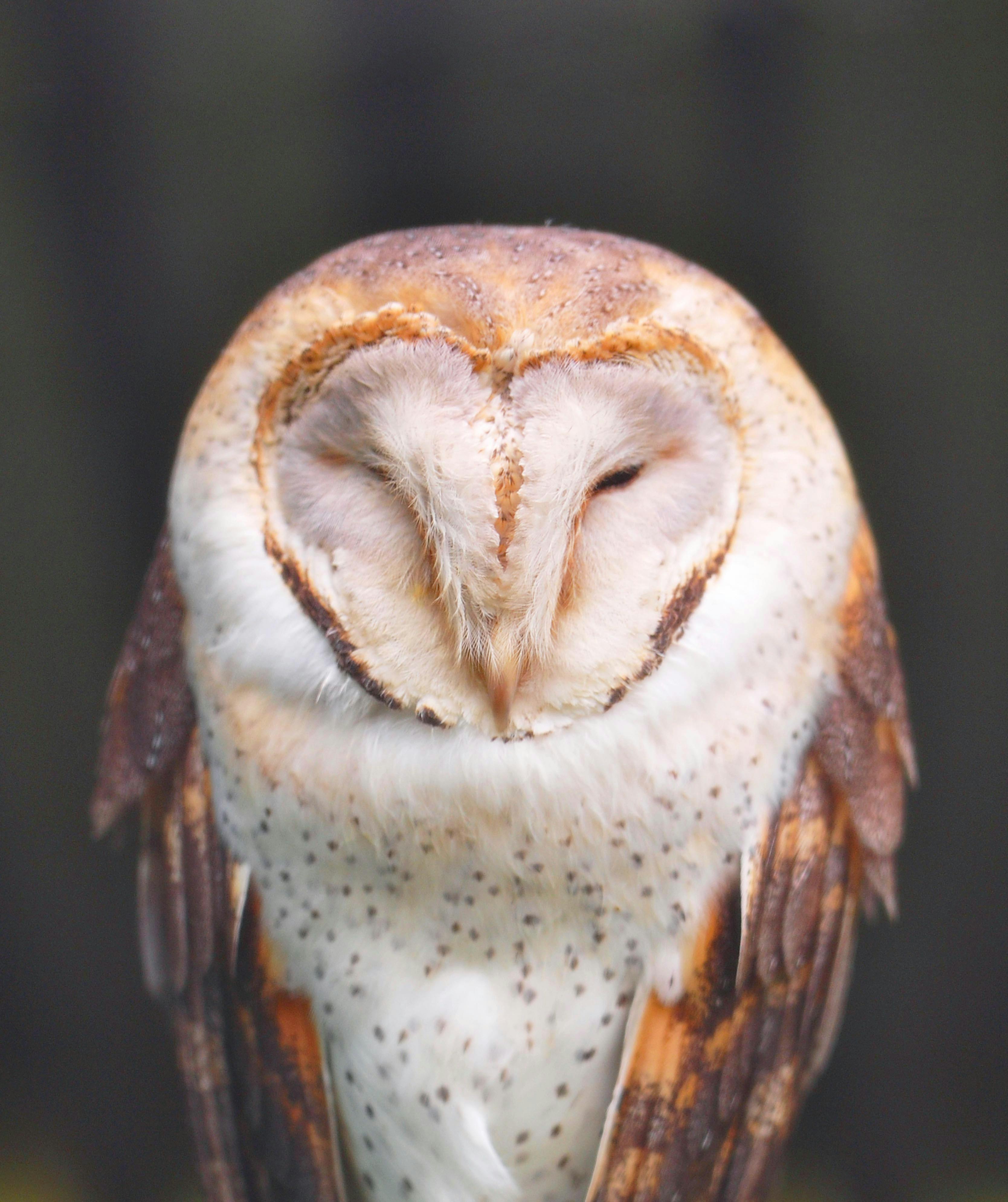 close up of a barn owl