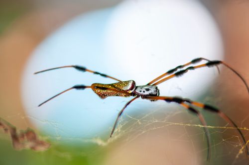 Free Close-up image of the striking golden silk orb-weaver spider in its web outdoors. Stock Photo