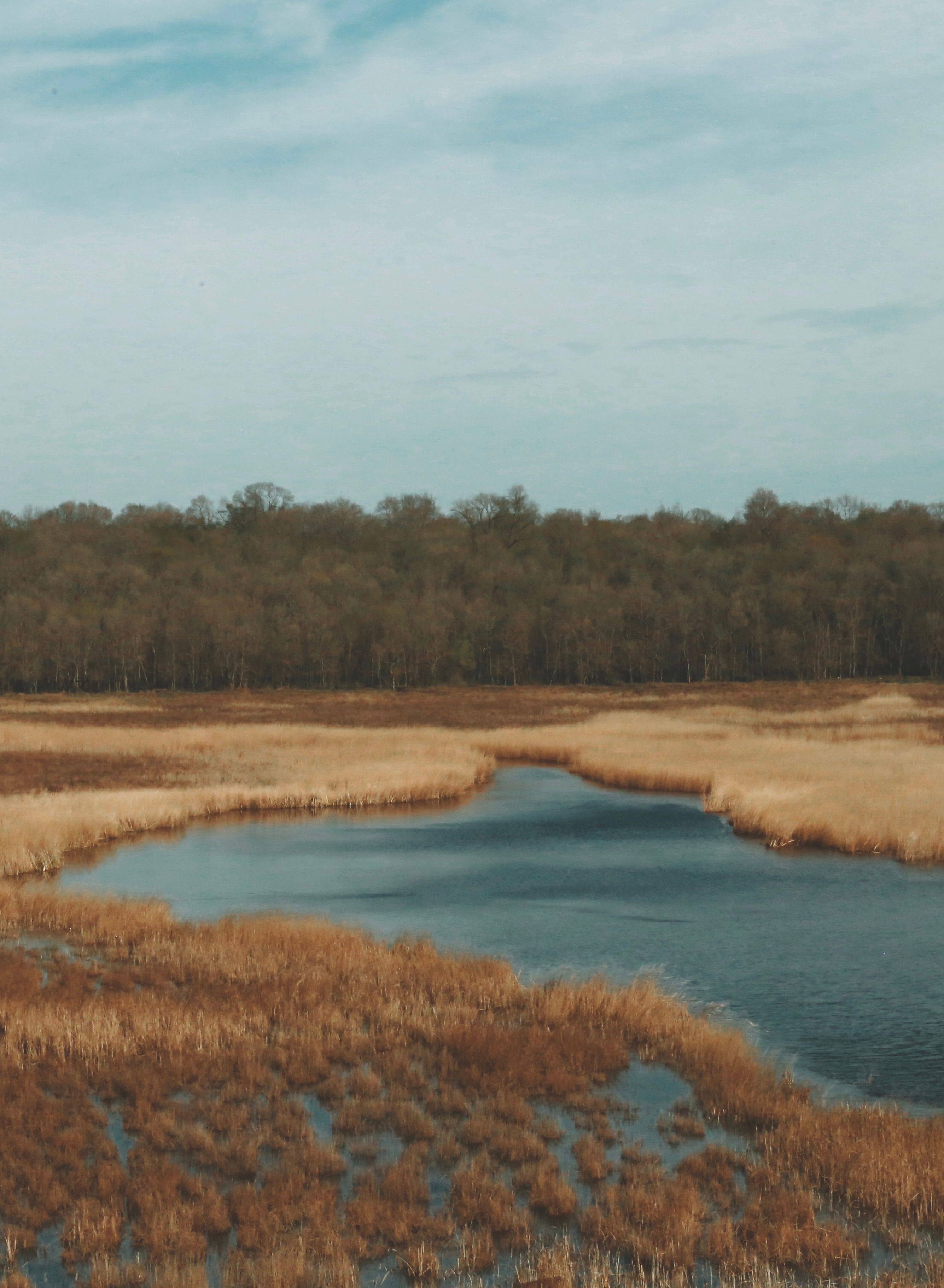 Rushes around Lake on Swamp · Free Stock Photo