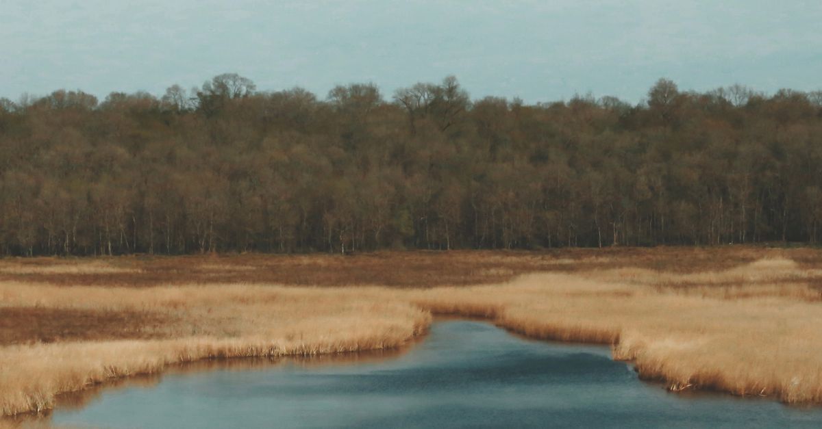 Lake Rushes Rushes around Lake on Swamp · Free Stock Photo
