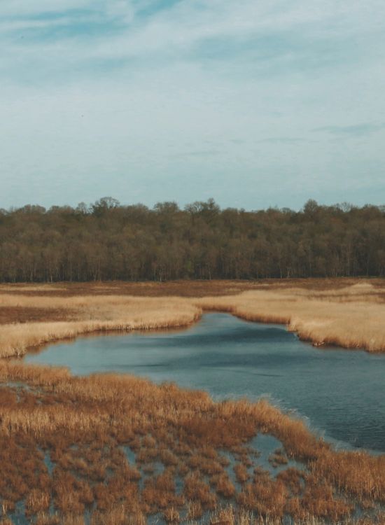 Lake Rushes Rushes around Lake on Swamp · Free Stock Photo