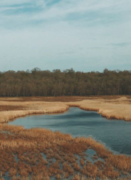 Free A tranquil aerial view of a marshland, featuring a waterway and surrounding trees under a clear sky. Stock Photo